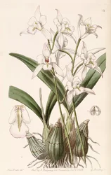 Laelia albida